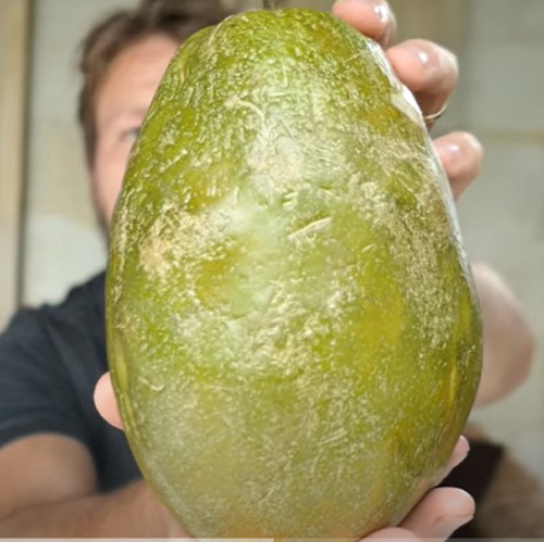 Rare giant passion fruit plant - giant,