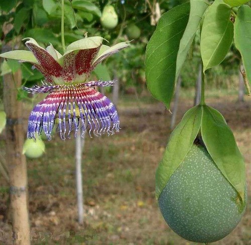 Passiflora maliformis conch - passiflora,