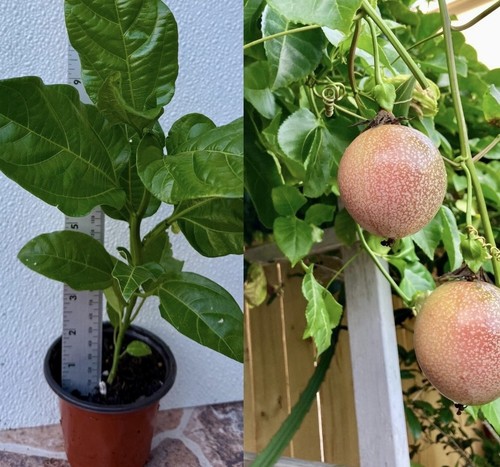 Purple passion fruit - purple,