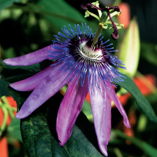 Lacy lavender passion flower - flower, /