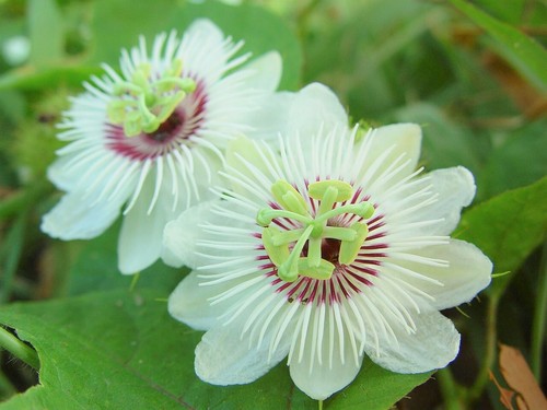 Passiflora foetida vine - passiflora, 10