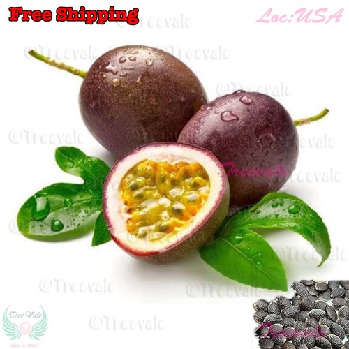 Purple passion fruit - purple,