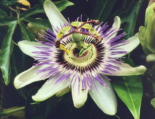Variety passiflora seeds - of,