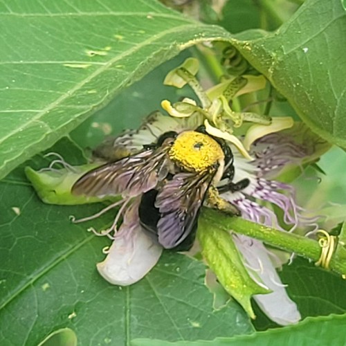 Old vine passion fruit - old,