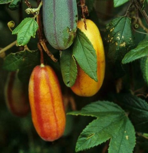 Passiflora tripartita