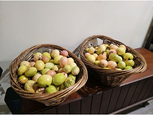 Yellow passion fruit - yellow,