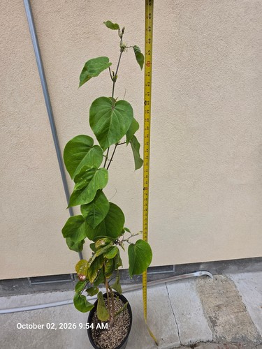 Yellow passion fruit live - yellow,