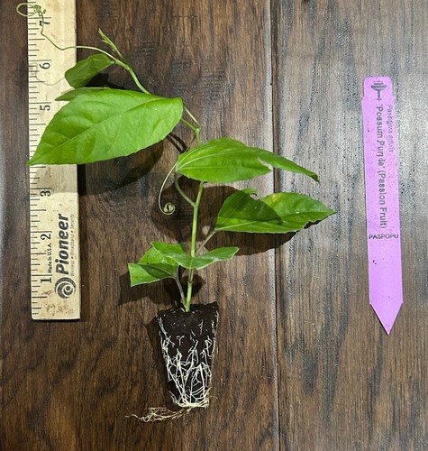 Purple possum passion fruit - purple,