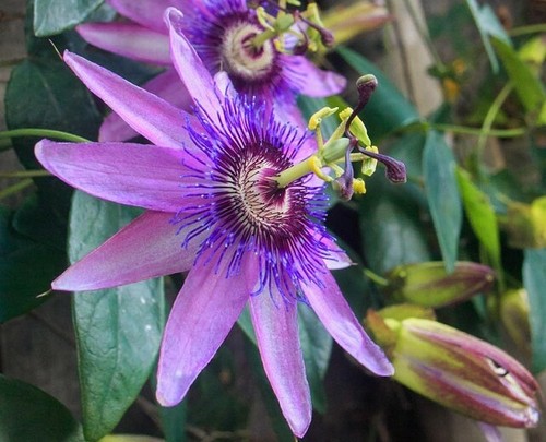 Purple passiflora passion - purple,