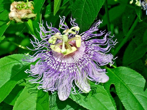 Purple passion flower vine - flower,
