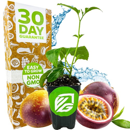 Bounty passion fruit - bounty,