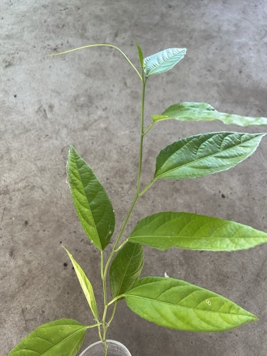 Gloden passion fruit plant - gloden,