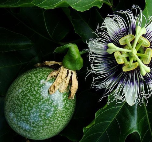 Passiflora edulis - , f
