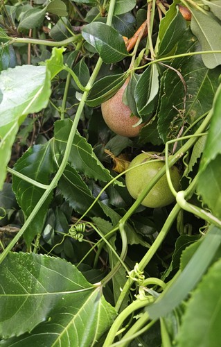 Purple passion fruit - purple,