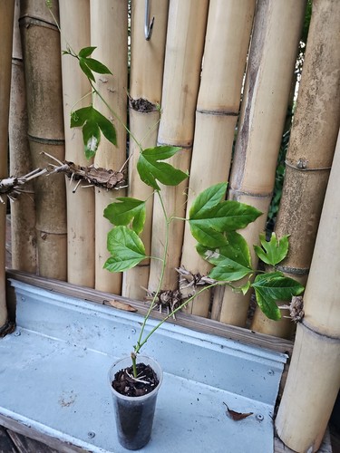 Purple passion fruit - passion,
