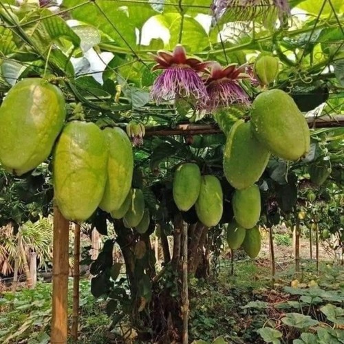 Jumbo passion fruit seedss