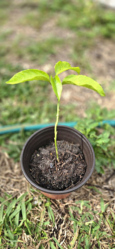 Yellow passion fruit live - yellow,