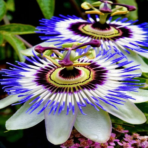 Blue passion flower - flower, seeds