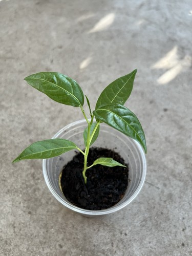 Gloden passion fruit - gloden, plant