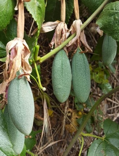 Banana passionfruit - banana,