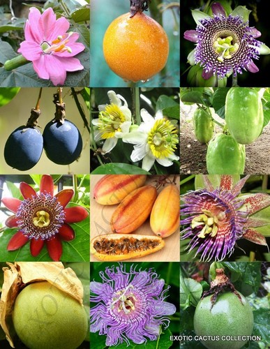 Passion fruit mix - passion,