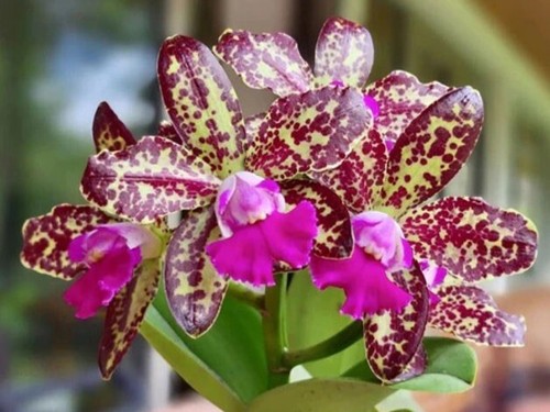 Rhyncholaeliocattleya yuan - rhyncholaeliocattleya,