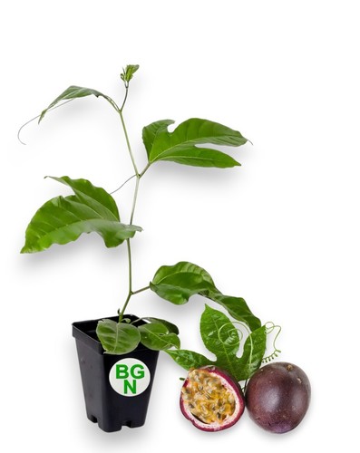 Passiflora edulis possum - passiflora,