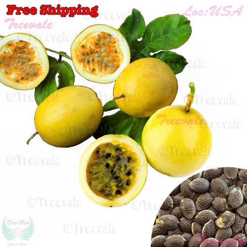 Yellow passion fruit - yellow,