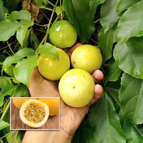 Golden passion fruit seeds - 25+,