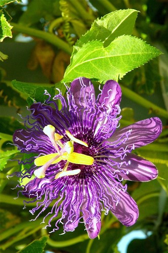 Passion fruit purple - purple, flower