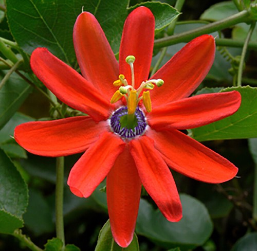 Passiflora manicata red - passiflora,