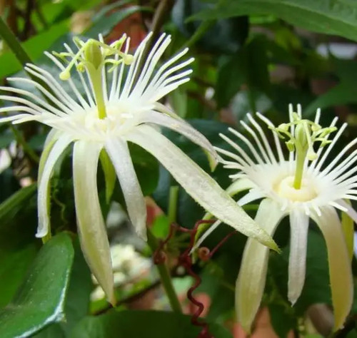 Passiflora capsularis passion - passiflora, capsularis,
