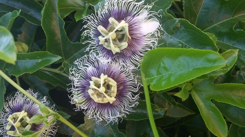 Organic passion fruit - 30+,