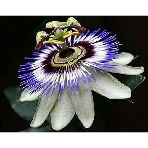 Becky blue white caerulea - becky's,